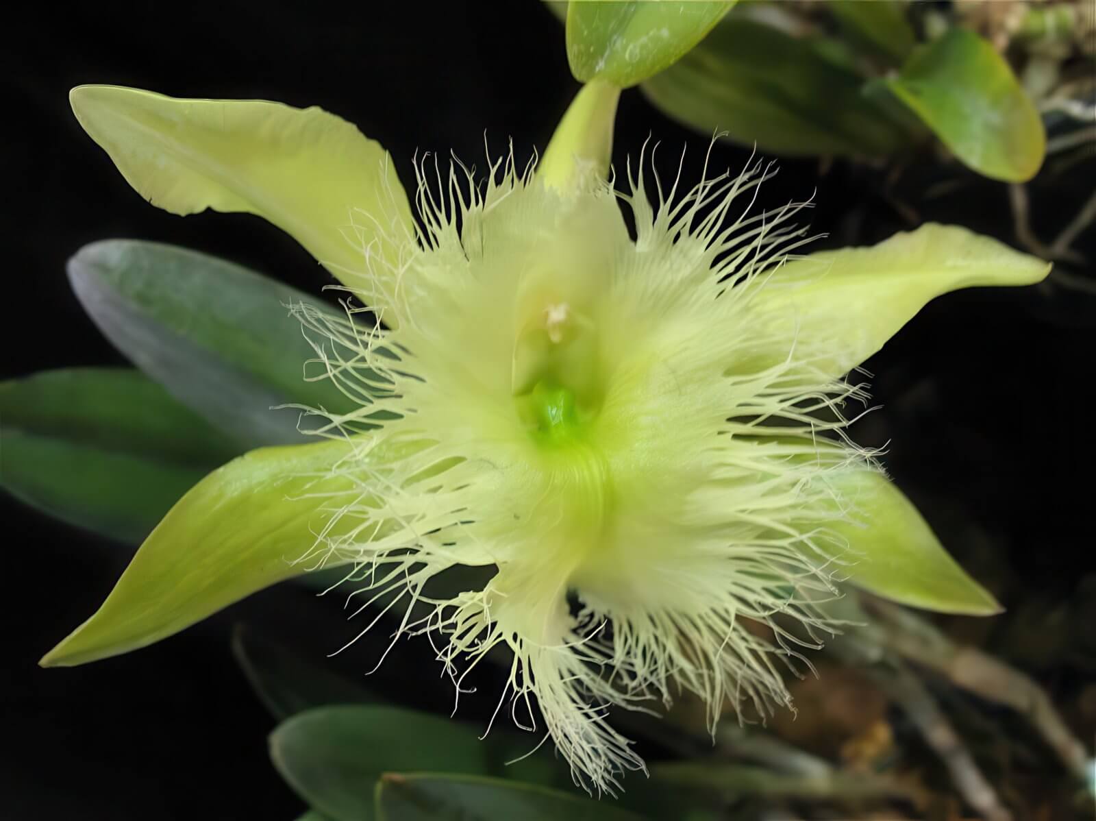 Rhyncholaelia digbyana